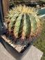 Preview: Ferocactus glaucescens